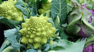 Romanesco pflanzen, pflegen und ernten - Mein schöner Garten