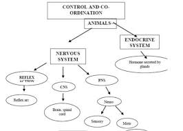 Flow Chart Of Control And Coordination In Animal Only Send