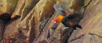 Ayam Hutan Merah Ayam Hutan Asia Tenggara