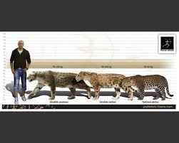 Dinofelis Barlowi Megafauna Animal Facts Dinosaur Art