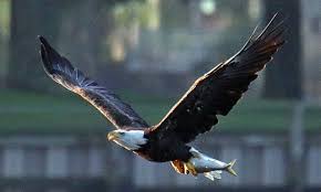 Download and use 3,000+ bald eagle stock photos for free. Authorities In Arkansas Are Searching For Whoever Killed A Female Bald Eagle Near Her Nest