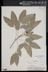 Image result for Haplocoelum inoploeum