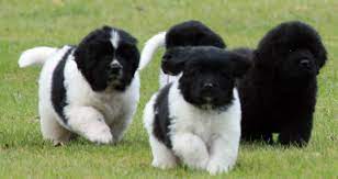 See more ideas about newfoundland puppies, puppies, newfoundland. Kloofbear 6 Week Old Newfoundland Puppies My Heart Is Racing I Want One Now Sj Newfoundland Puppies Landseer Dog Dogs
