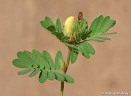 Image result for Smithia erubescens