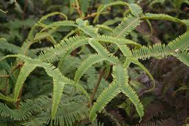 Image result for Gleichenia elongata