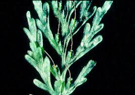 Image result for Polyphlebium