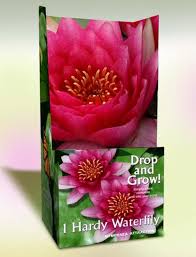 Exceptionally strong grower with large yellow blooms held a few inches above the water. Drop Grow Potted Water Lilies Flower Bulbs 1 Count At Menards