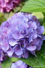 Dockside Dining With Butterflies And Hydrangeas Flower Garden Plans Purple Flowers Garden Flower Garden Design