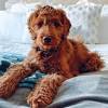Find goldendoodle dogs and puppies for sale in the uk near me. 3