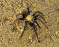 Puppy learning to distinguish different toys. October Tarantula Migration Just East Of Pueblo Tarantula Pueblo Colorado