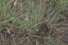 Image result for Dichanthium sericeum