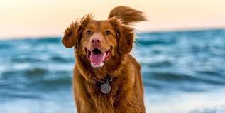 Then sit and relax while you are taken step by step outlining your pop art pet. Loosen The Leash With Dog Friendly City Activities This Summer Ovolo Hotels