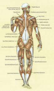 Anatomynote.com found main muscles of human body anterior view from plenty of anatomical pictures on the internet. Total Muscles In The Human Body 4 Ignored Muscles You Should Train For A Symmetrical Physique