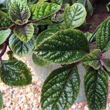 Check spelling or type a new query. How To Care For A Swedish Ivy Plant
