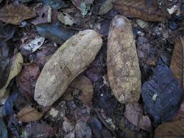 Image result for Calycosiphonia spathicalyx