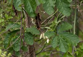 Image result for Dioscorea quartiniana