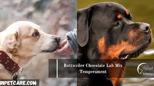 Chocolate lab, chocolate, chocolate labrador, chocolate labrador retriever, chocolate labs, cute chocolate lab, chocoalte labradors, chocolate dog, chocolate lab dog, chocolate lab dogs, chocolate lab hiking, chocolate lab lover, chocolate lab mom, chocolate lab outline, chocolate lab valentine, chocolate labrador cartoon, chocolate labrador. Golden Retriever Chocolate Lab Mix Full Guide With Photos
