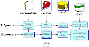 Pin On Macromolecules
