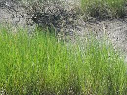 Image result for Sporobolus spicatus