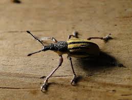 Black Beetles In The City Gold And Black Weevil Weevils Tropical Animals Arthropods
