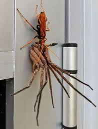 A vespa velutina ou vespa asiática é uma espécie exótica invasora, predadora de abelhas e altamente prejudicial para a produção de mel, agricultura e . Imagens Chocantes Mostram Vespa Gigante Matando Rato Em 1 Minuto Fotos R7 Hora 7