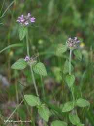 Image result for Clinopodium uhligii