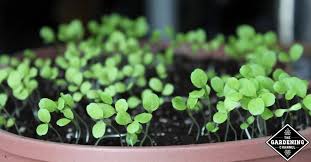 It is better to be self sufficient and grow you own food. 8 Fast Growing Vegetables You Can Grow In Pots Gardening Channel