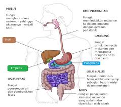 Maybe you would like to learn more about one of these? 10 Organ Penyusun Sistem Pencernaan Manusia Dan Fungsinya Materi Kimia