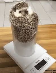 441 Best Hedgehogs Images In 2019 Cute Hedgehog Cute