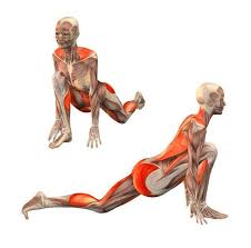Ashva Sanchalasana Yoga Anatomy Yoga Muscles Yoga Asanas