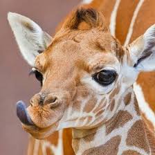The back legs look shorter than the front legs, but they are about the same length. Giraffe Sticking Out Tongue