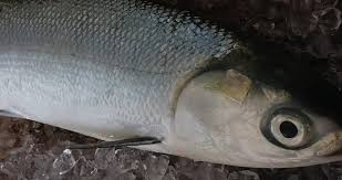Daging ikan bandeng terkenal gurih mirip susu makanya disebut 'milk fish', meskipun orang terganggu dengan. Casualrecipes Milk Fish Ikan Susu Malay Bandeng Facebook