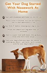 How To Get Your Dog Started With Nosework At Home Dog Training Dog Training Obedience Dog Training Tips