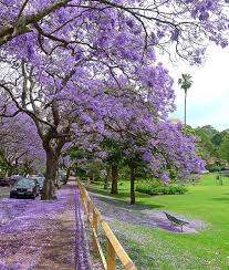 Jacaranda Trees At Milsons Pt Jacaranda Tree Tree Purple Trees