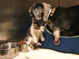 The shirt on the mom dog can be removed but the shirts on the puppies are sown on. Puppy Love Tiny Shih Tzu Becomes Adoptive Mom To Cute Kitten After Finding It Abandoned In A Ravine And Yelping Until Help Came Losing A Dog Cute Animals Tiny Dogs