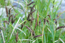 To wander around seemingly, but not necessarily, without purpose. Slough Sedge Carex Obnupta Biodiversity Of The Central Coast