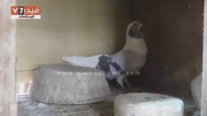 غيه مكى من الداخل الغية المصرية للحمام Egyptian Pigeon فيسبوك