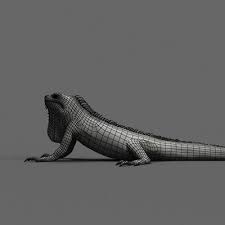 Lizards Iguania Iguanas 3d Model Lizard Iguana Model