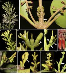 Image result for Loranthaceae