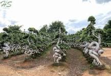Dragon Shape Ficus Microcarpa Bonsai Landscaping Tree ...
