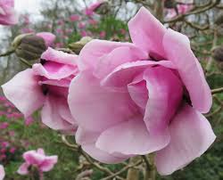 Image result for Magnolia sargentiana