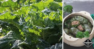 I created this recipe for a very special reason; 118 Ways To Use Collard Greens You Grow In Your Garden Gardening Channel