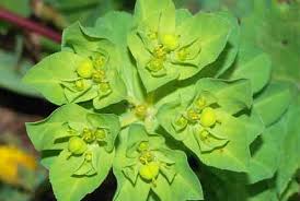 Oktober 25, 2018 oleh sidrotul muntaha. Tahukah Kamu Ada Tanaman Hias Yang Bisa Buat Kaya Raya