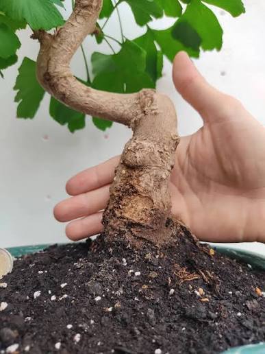 How to Protect a Ginkgo biloba Bonsai from Excessive Cold or Heat