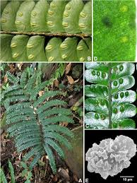 Image result for Didymochlaena