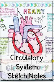 Pin On Anatomy
