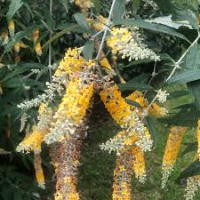 Image result for Buddleja madagascariensis