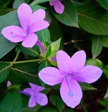 Image result for Barleria tanzaniana