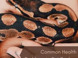 Snake eyes photos found on the web. 1zy Yohel7wvm