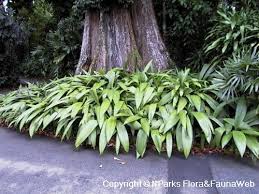 Image result for Curculigo